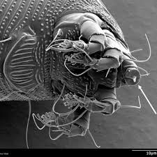 Attēlu rezultāti vaicājumam “Acari”