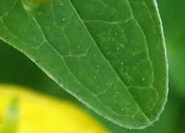 Attēlu rezultāti vaicājumam “Hypericum perforatum leaf”