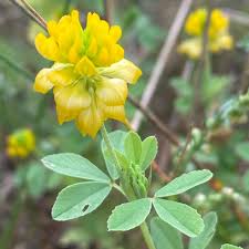 Attēlu rezultāti vaicājumam “Medicago sativa subsp. falcata bud”