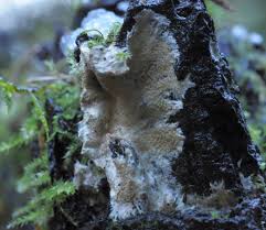 Attēlu rezultāti vaicājumam “Porotheleum fimbriatum”