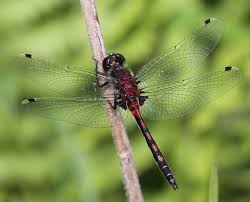 Attēlu rezultāti vaicājumam “Leucorrhinia”