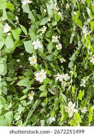 Attēlu rezultāti vaicājumam “Philadelphus coronarius leaf”