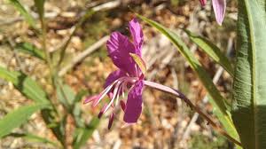 Attēlu rezultāti vaicājumam “Epilobium angustifolium”