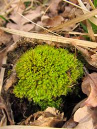 Attēlu rezultāti vaicājumam “Aulacomnium”