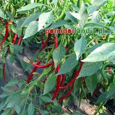 Afbeeldingsresultaat voor joe long cayenne hot pepper