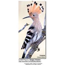 Attēlu rezultāti vaicājumam “Upupa epops adult”