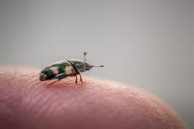 Attēlu rezultāti vaicājumam “Glischrochilus quadripunctatus imago”