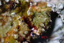 Attēlu rezultāti vaicājumam “Punctelia subrudecta”