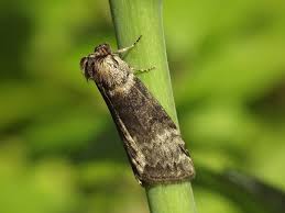 Attēlu rezultāti vaicājumam “Tetheella fluctuosa”