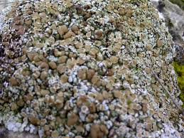 Attēlu rezultāti vaicājumam “Lecanora muralis”