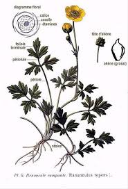 Attēlu rezultāti vaicājumam “Ranunculus repens”