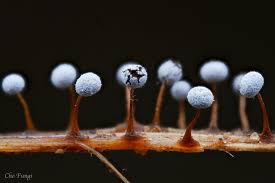 Attēlu rezultāti vaicājumam “Didymium bahiense macro”