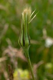 Attēlu rezultāti vaicājumam “Tragopogon pratensis subsp. pratensis bud”