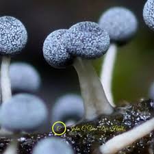 Attēlu rezultāti vaicājumam “Didymium squamulosum spores”