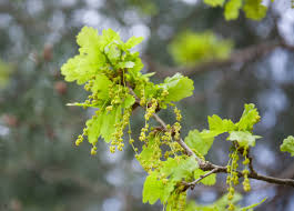 Attēlu rezultāti vaicājumam “Quercus robur bud”