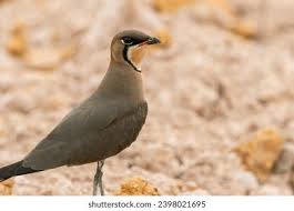 Image result for Glareola maldivarum