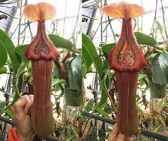 Attēlu rezultāti vaicājumam “Edwardsiana geometrica”