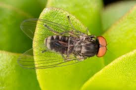 Attēlu rezultāti vaicājumam “Platypezidae”