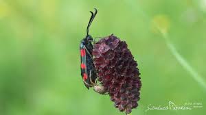 Attēlu rezultāti vaicājumam “Zygaena filipendulae exuvia”