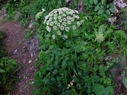 Attēlu rezultāti vaicājumam “Laserpitium latifolium”