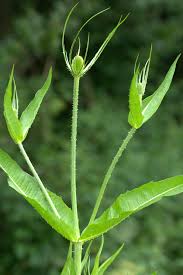 Image result for Dipsacus silvestris