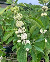 Attēlu rezultāti vaicājumam “Erica tetralix fruit”