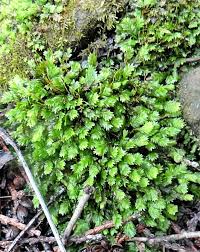 Attēlu rezultāti vaicājumam “Fissidens adianthoides”