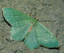 Attēlu rezultāti vaicājumam “Hemithea aestivaria”