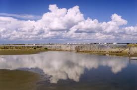 Image result for parque natural de camargue