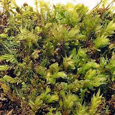 Attēlu rezultāti vaicājumam “Mnium lycopodioides”