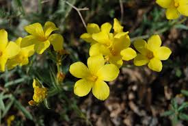 Attēlu rezultāti vaicājumam “Linaceae”