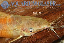 Attēlu rezultāti vaicājumam “Dianema nivale macro”