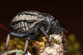 Image result for Brachycerus undatus