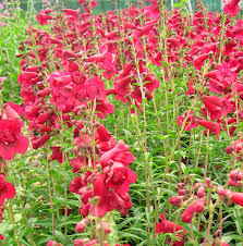 Image result for Penstemon