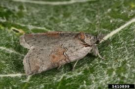 Attēlu rezultāti vaicājumam “Nycteola sp.”