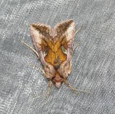 Attēlu rezultāti vaicājumam “Autographa excelsa”