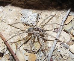 Attēlu rezultāti vaicājumam “Miturgidae”