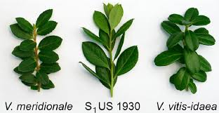 Attēlu rezultāti vaicājumam “Vaccinium vitis-idaea leaf”