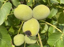 Attēlu rezultāti vaicājumam “Juglans regia fruit”
