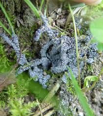 Attēlu rezultāti vaicājumam “Physarum cinereum”