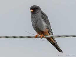 Image result for Falco vespertinus