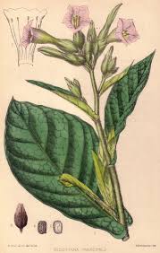 Attēlu rezultāti vaicājumam “Nicotiana tabacum leaf”