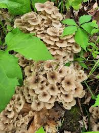 Attēlu rezultāti vaicājumam “Polyporus umbellatus”