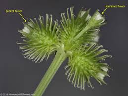 Attēlu rezultāti vaicājumam “Sanicula europaea fruit”