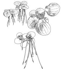 Attēlu rezultāti vaicājumam “Spirodela polyrhiza”