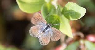 Attēlu rezultāti vaicājumam “Polyommatinae”