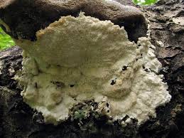 Attēlu rezultāti vaicājumam “Junghuhnia pseudozilingiana”