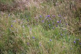 Image result for Succisa pratensis