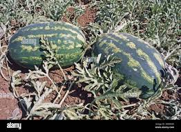 Attēlu rezultāti vaicājumam “Citrullus lanatus leaf”