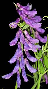 Attēlu rezultāti vaicājumam “Vicia cracca”